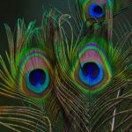 Peacock-Feather-with-saturated-colors