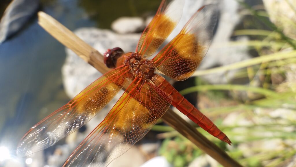 Red Skimmer Dragonfly - CSUN Gardens, photo by Dennis Amador Cherry
